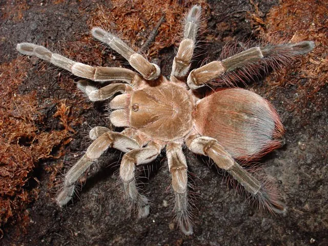 23240 tarantula translation introduction