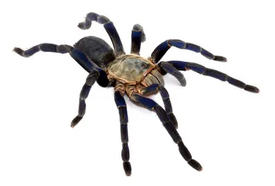 23242 blue cobalt tarantula handling