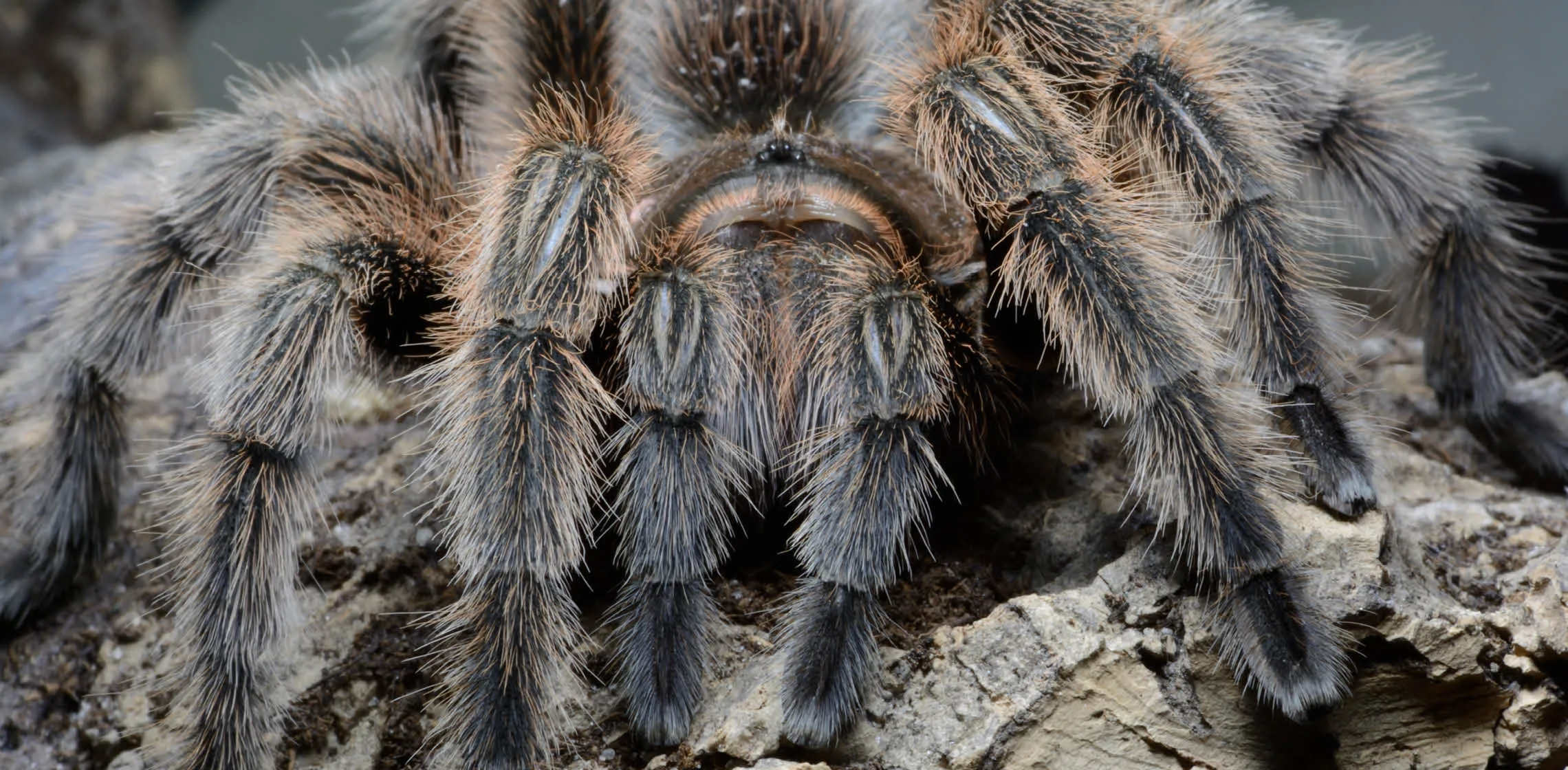 /img/23244-chilean-rose-tarantula-handling.webp