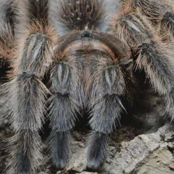 /img/23244-chilean-rose-tarantula-handling.webp