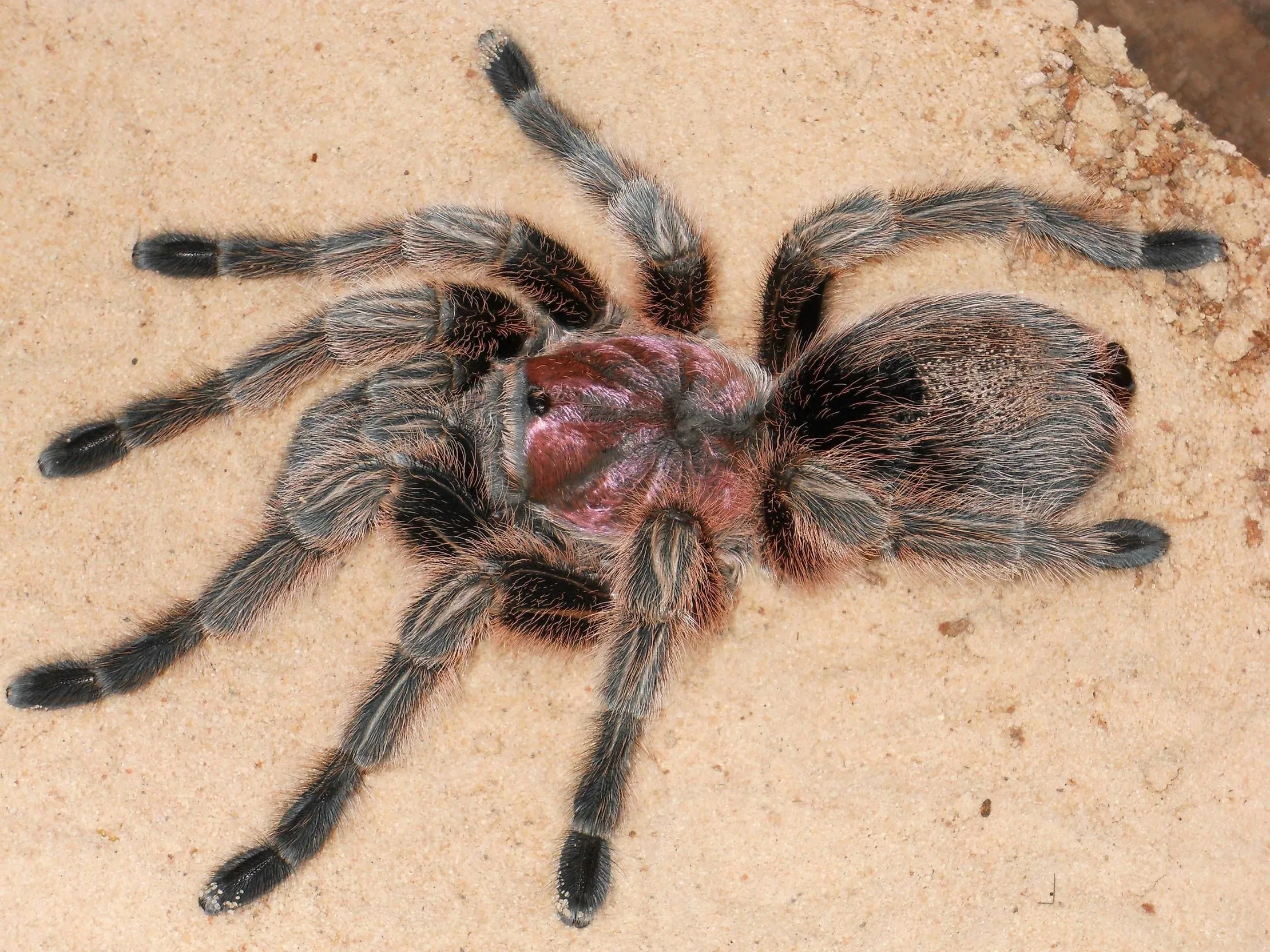 23244 chilean rose tarantula male vs female