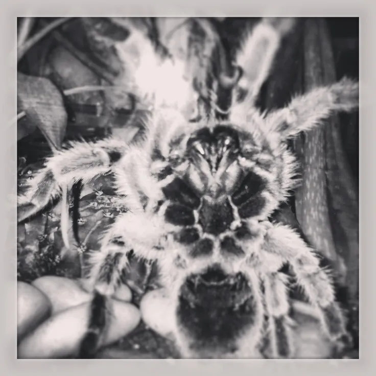 23244 chilean rose tarantula ventral sexing