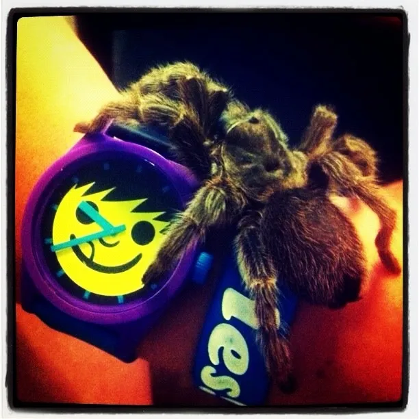 23245 rose hair tarantula enclosure