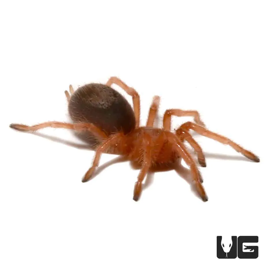 /img/23245-rose-hair-tarantula-healthy.webp