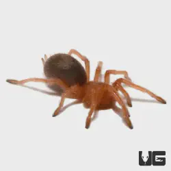 /img/23245-rose-hair-tarantula-healthy.webp
