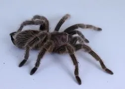 23245 rose hair tarantula substrate