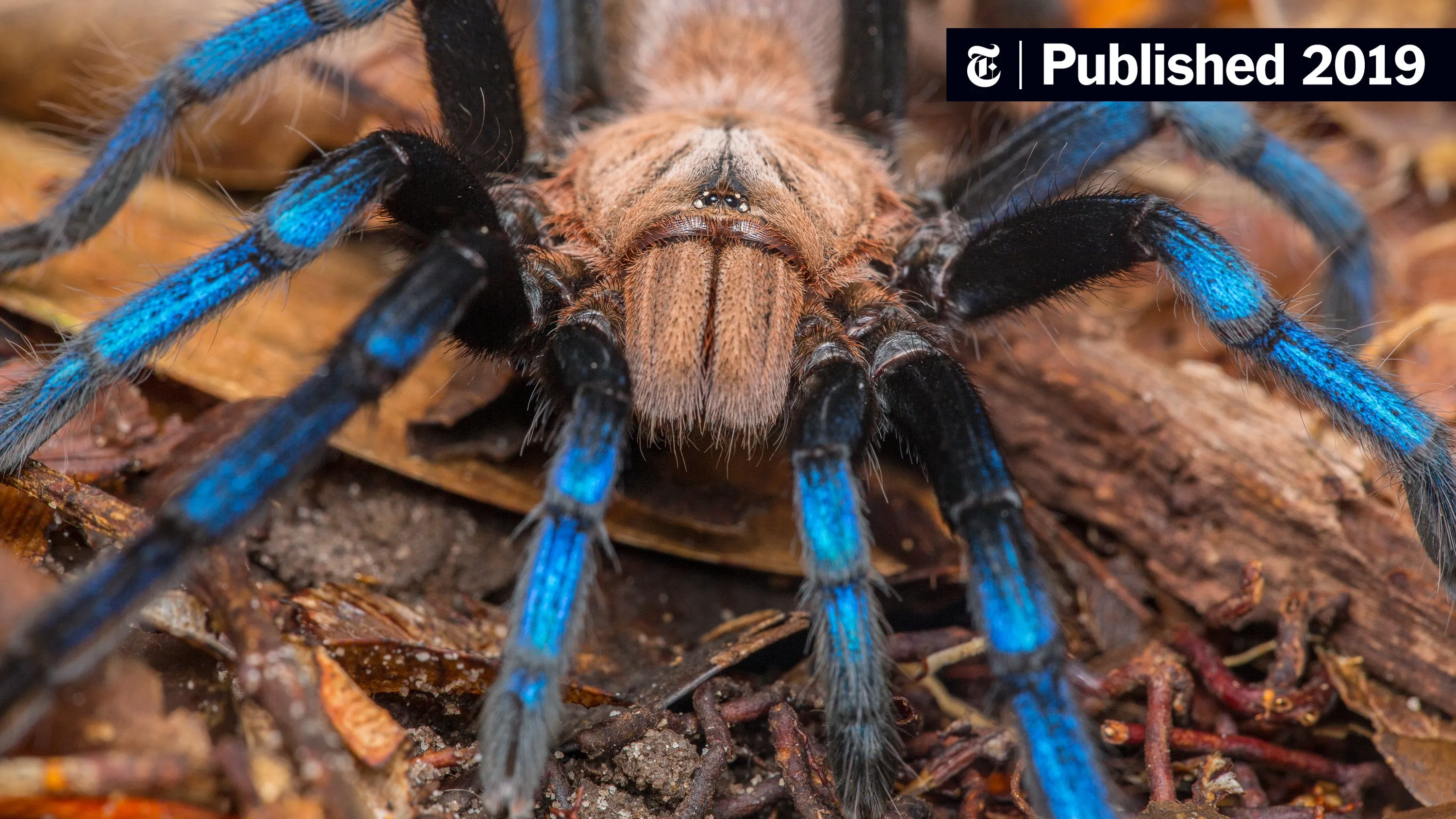 23247 malaysian tarantula health