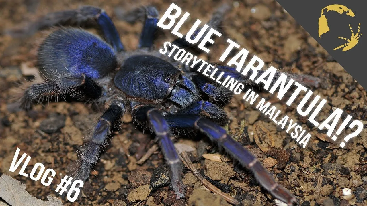 /img/23247-malaysian-tarantula-shop-local.webp