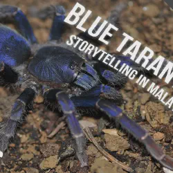 /img/23247-malaysian-tarantula-shop-local.webp