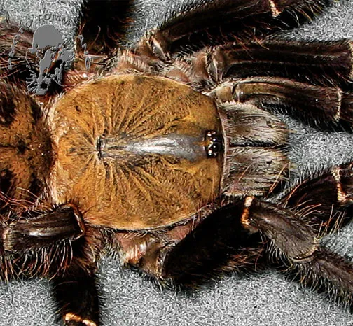 23247 malaysian tarantula species