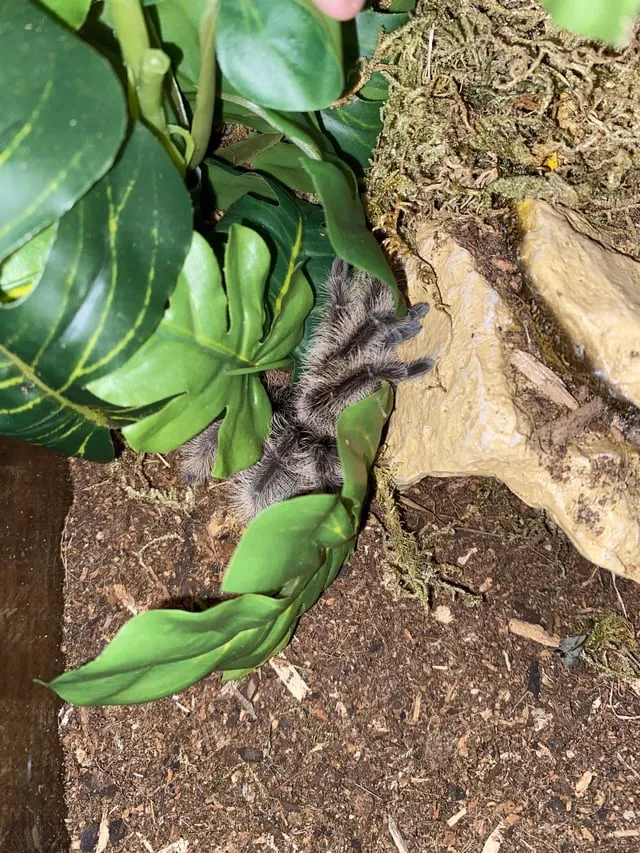 23248 dead tarantula