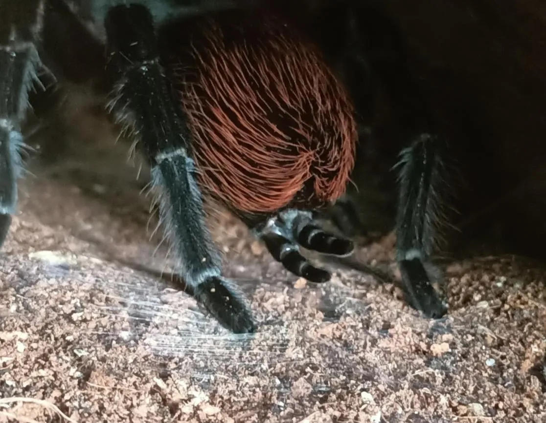 23248 dehydrated tarantula