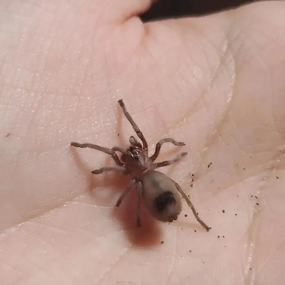 23248 sick tarantula