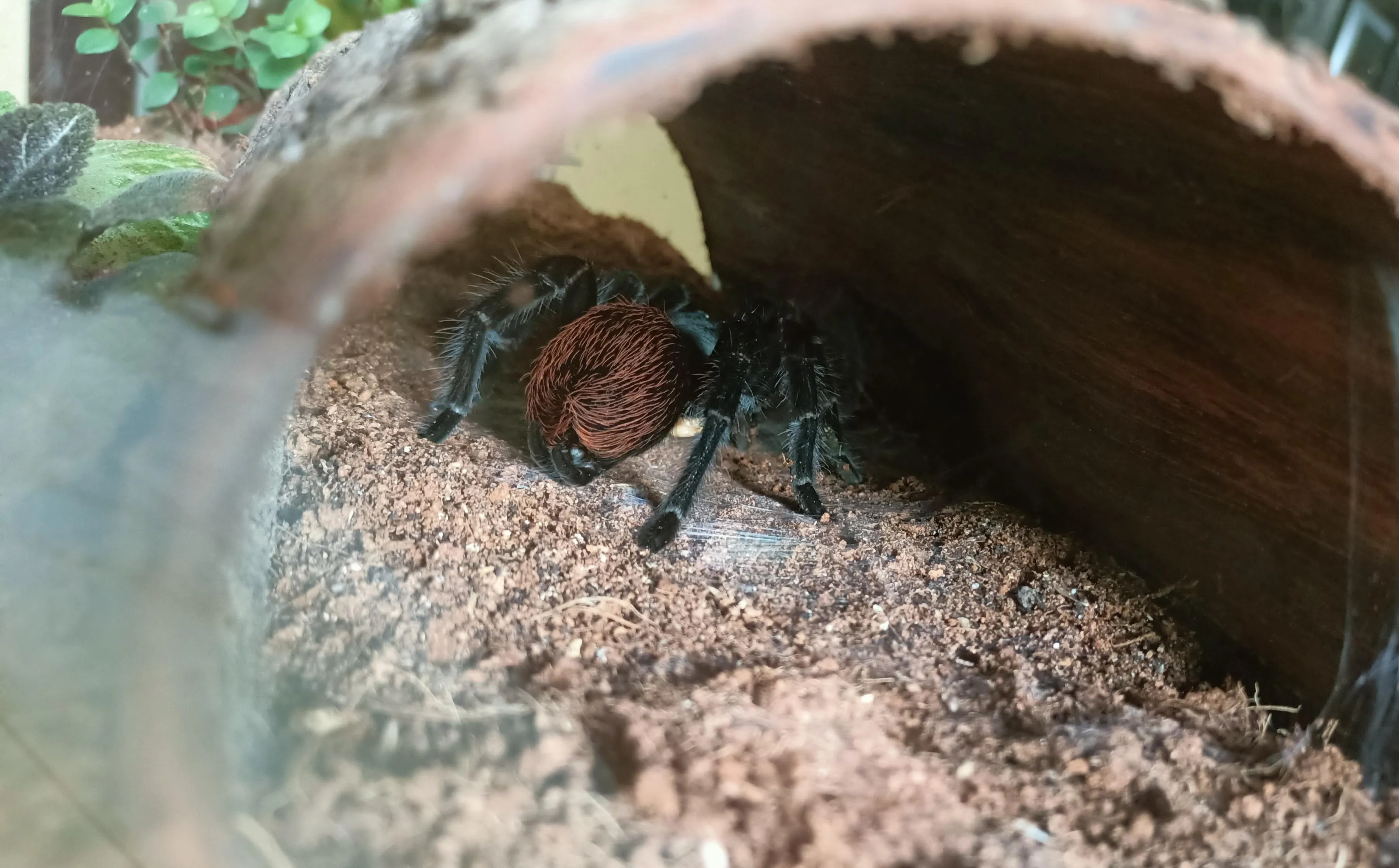 23248 tarantula enclosure