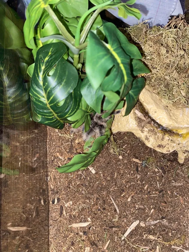 23248 tarantula molting