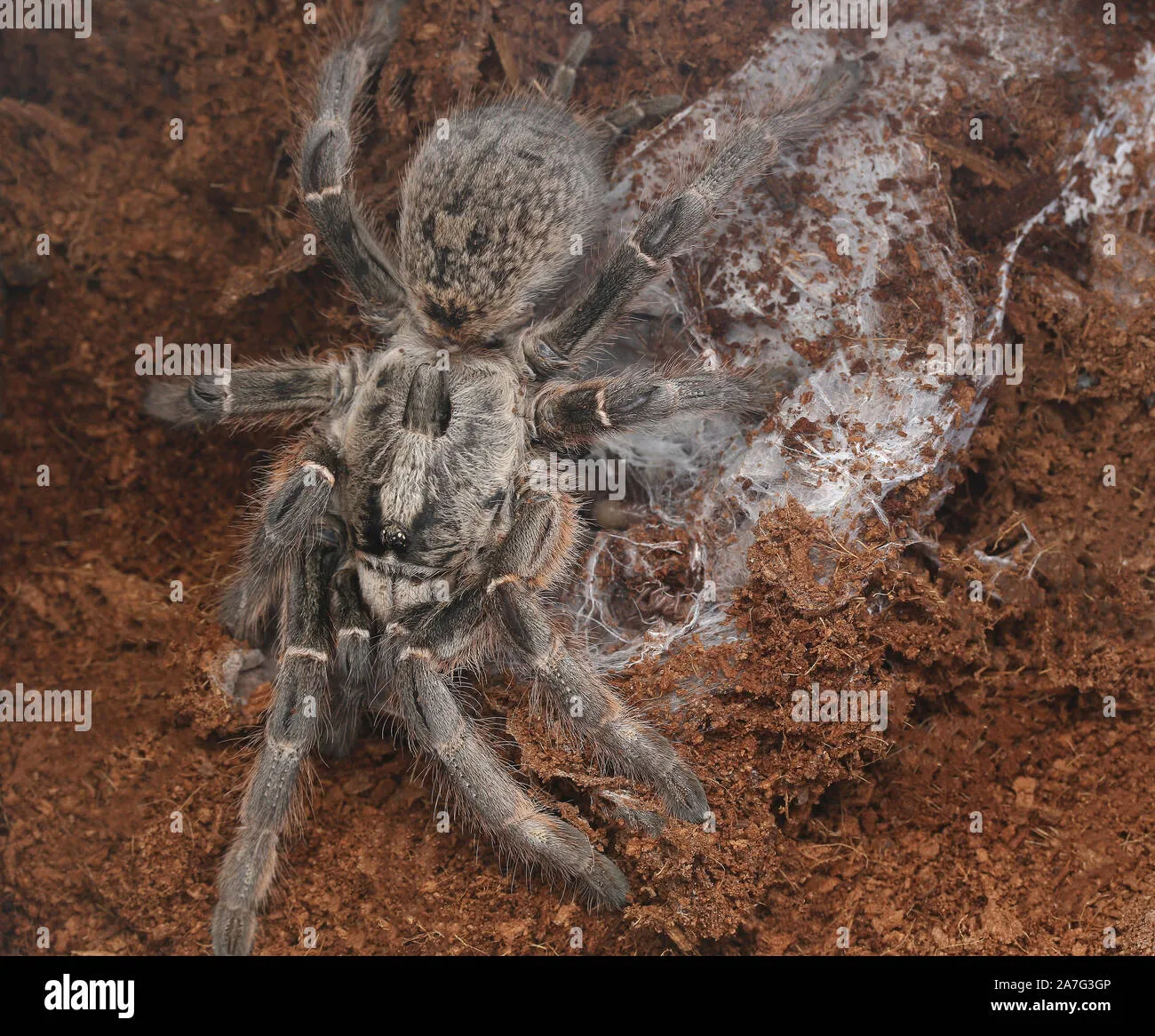 /img/23249-baboon-tarantula-darlingi-health.webp