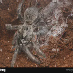 /img/23249-baboon-tarantula-darlingi-health.webp