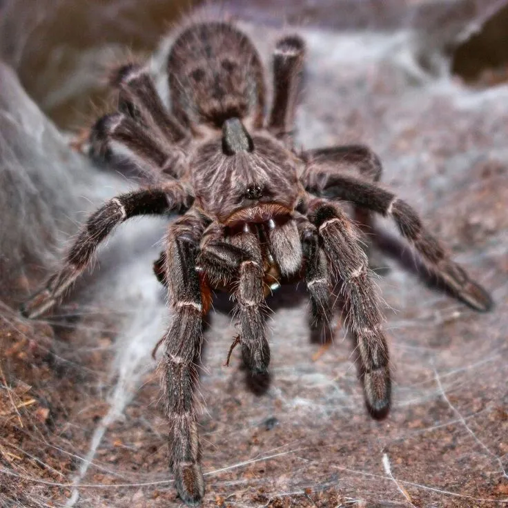 23249 baboon tarantula darlingi terrarium