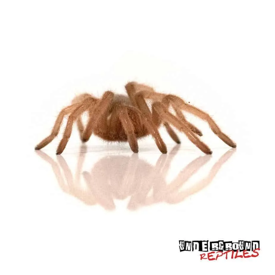 23252 golden red rump tarantula 5