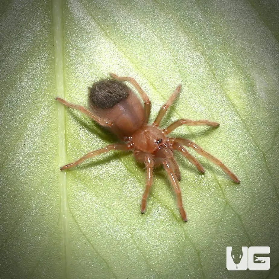 23252 golden red rump tarantula 6