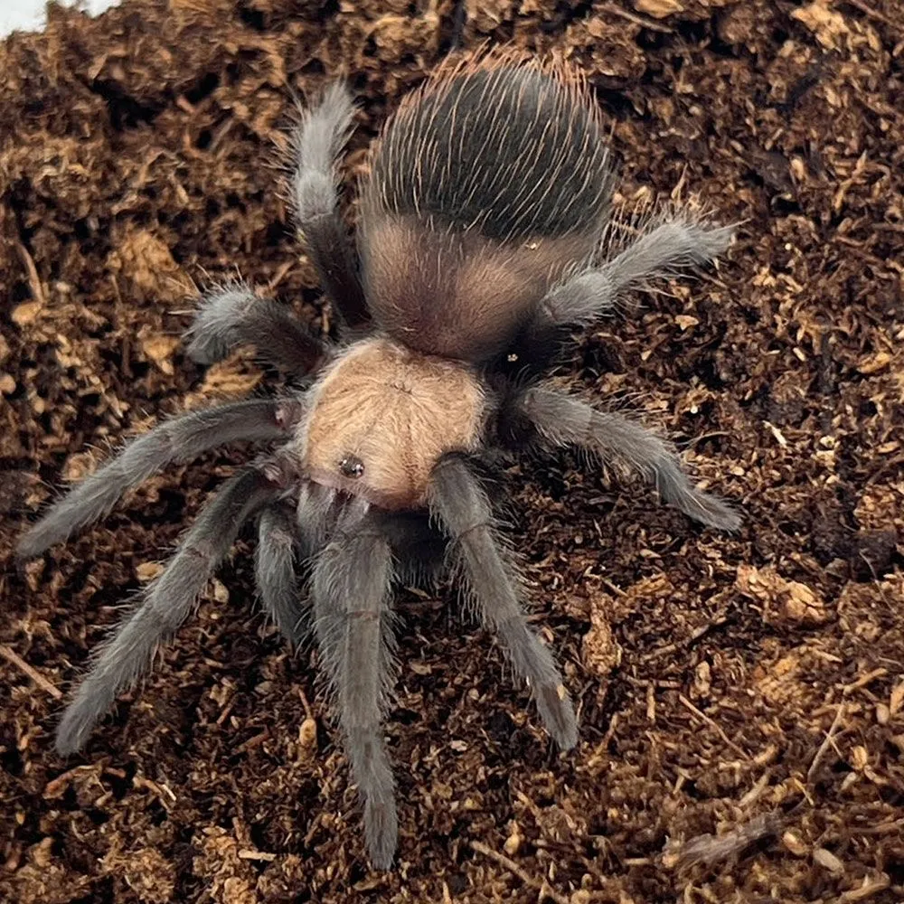 /img/23252-golden-red-rump-tarantula-7.webp