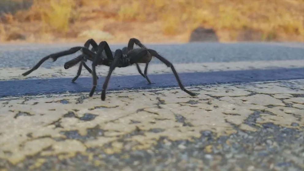 23253 california tarantula conservation