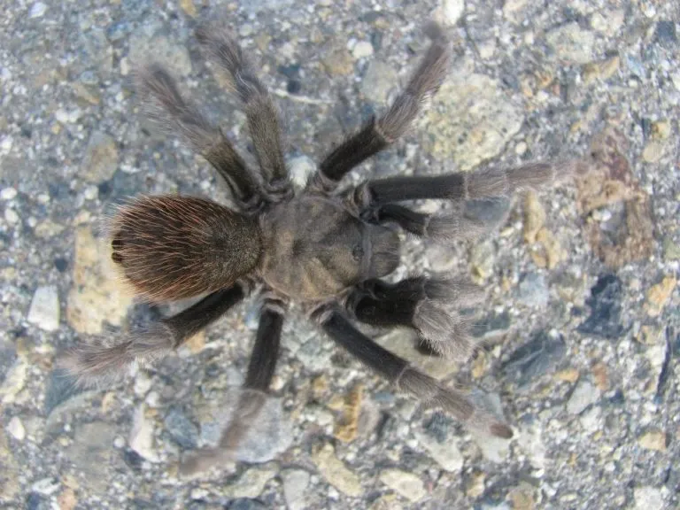 23253 california tarantula mating