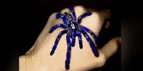 23255 cobalt blue tarantula