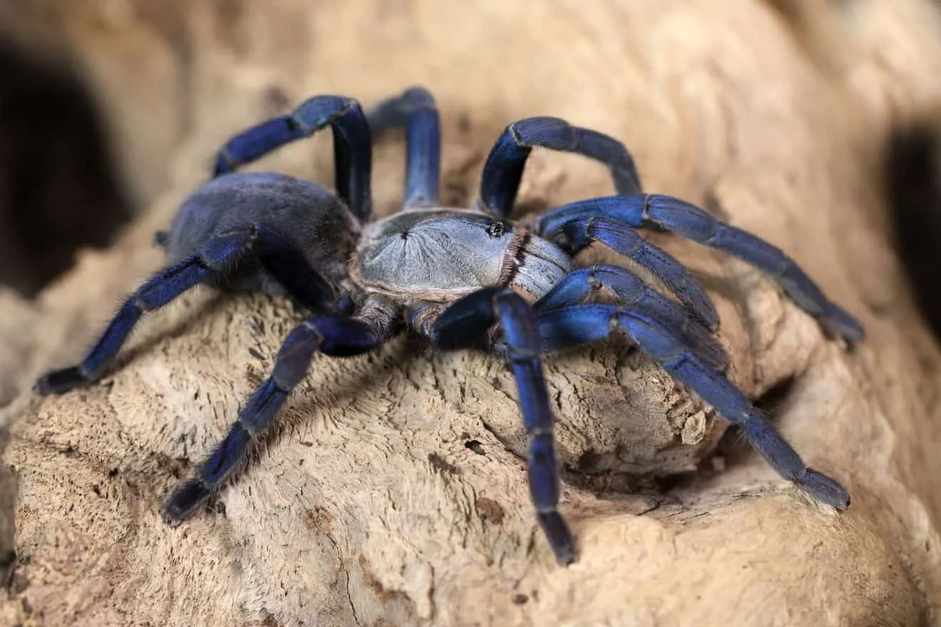 23255 feeding blue tarantula