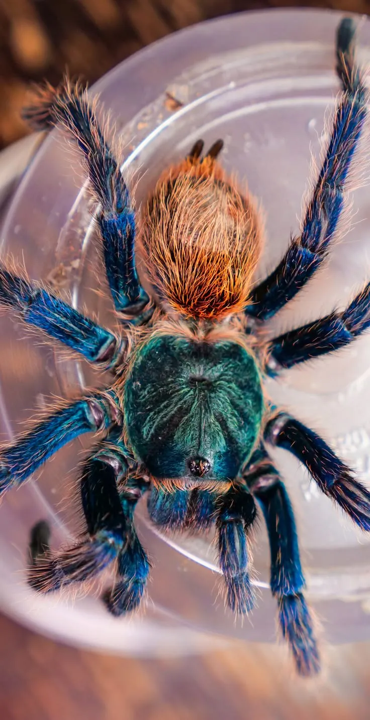 23255 greenbottle blue tarantula