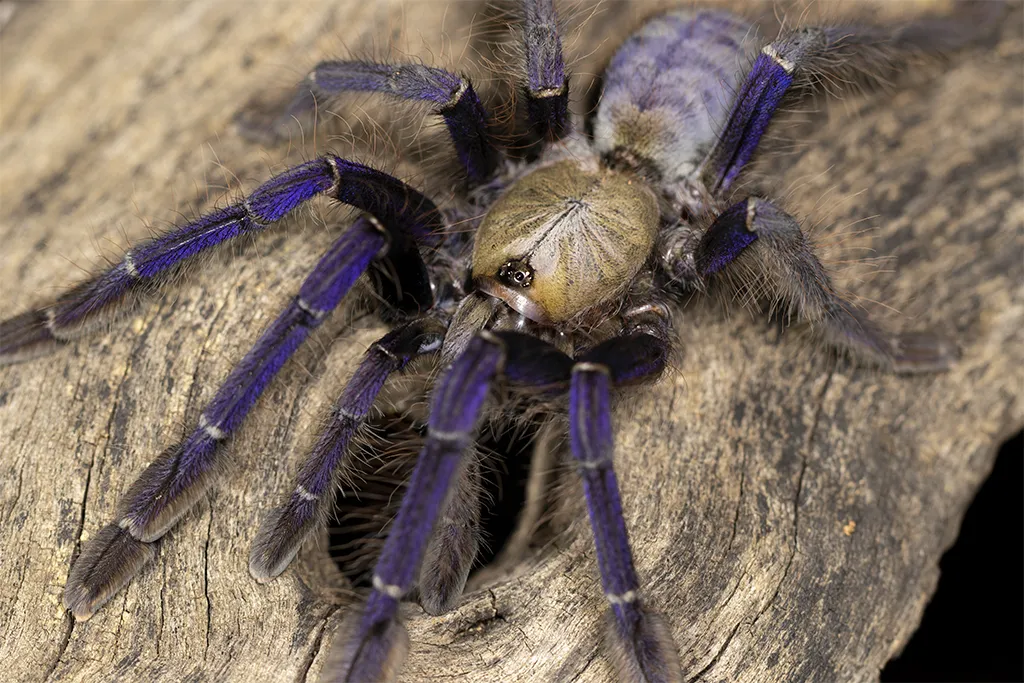 23255 handling tarantula
