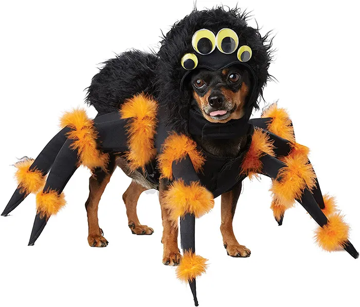 23258 diy tarantula dog costume