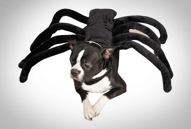 23258 dog costume online retailers