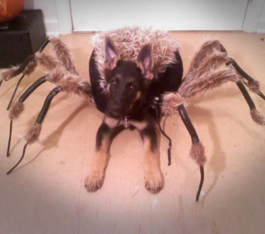 /img/23258-dog-costume-safety.webp