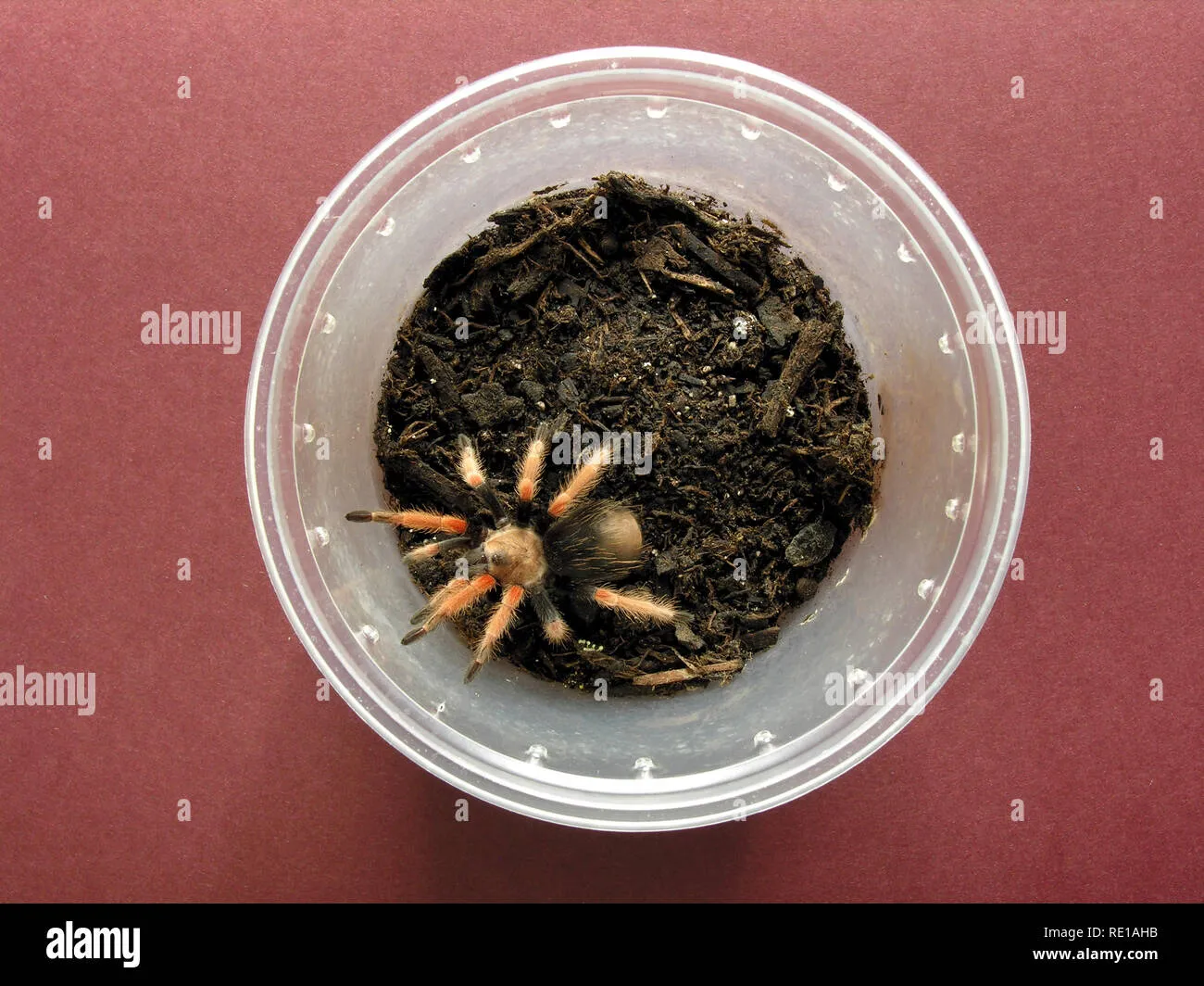 23259 fireleg tarantula substrate
