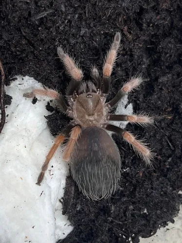 23259 tarantula enclosure setup