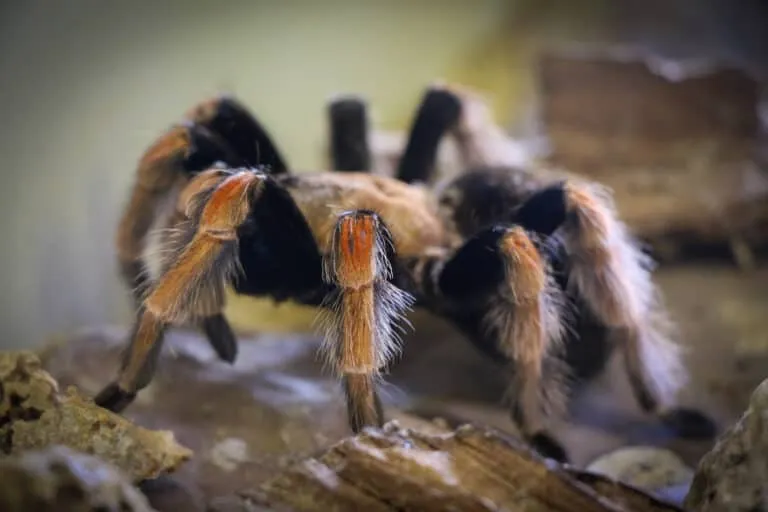 23259 tarantula feeding