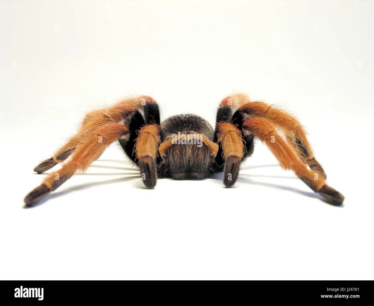23259 tarantula molting