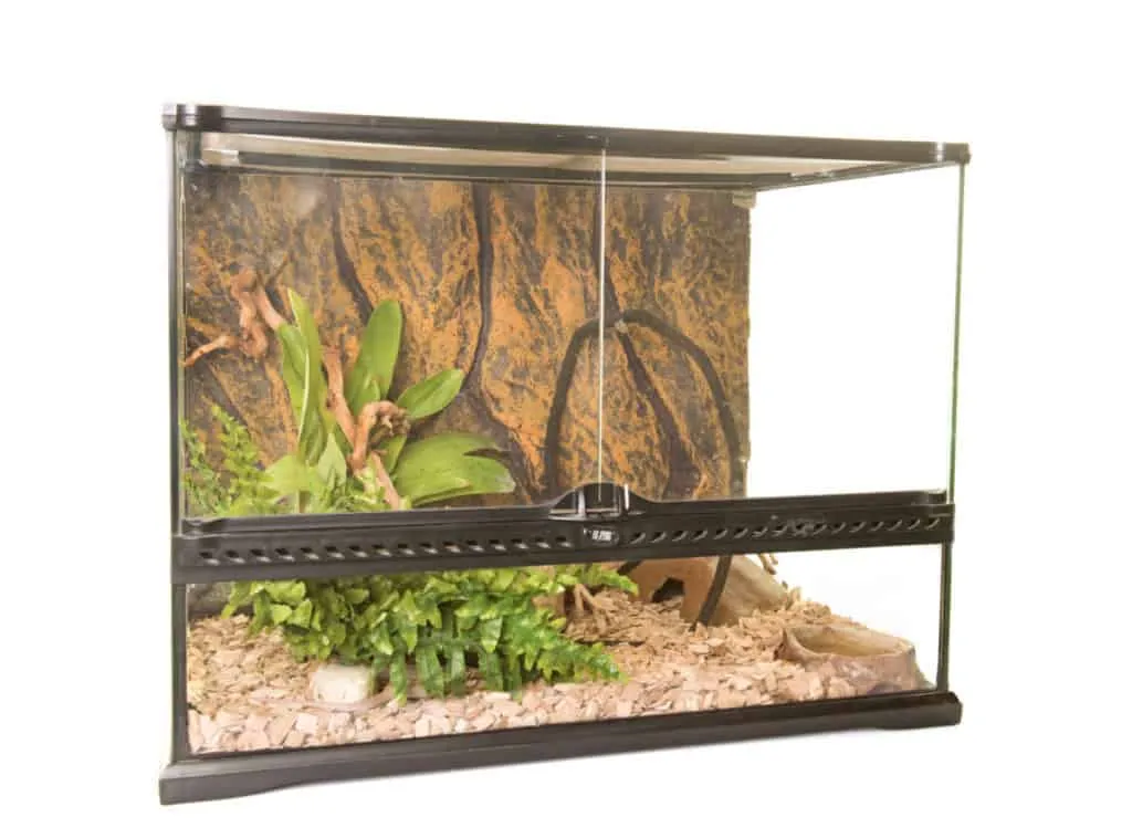 23260 tarantula enclosure cleaning