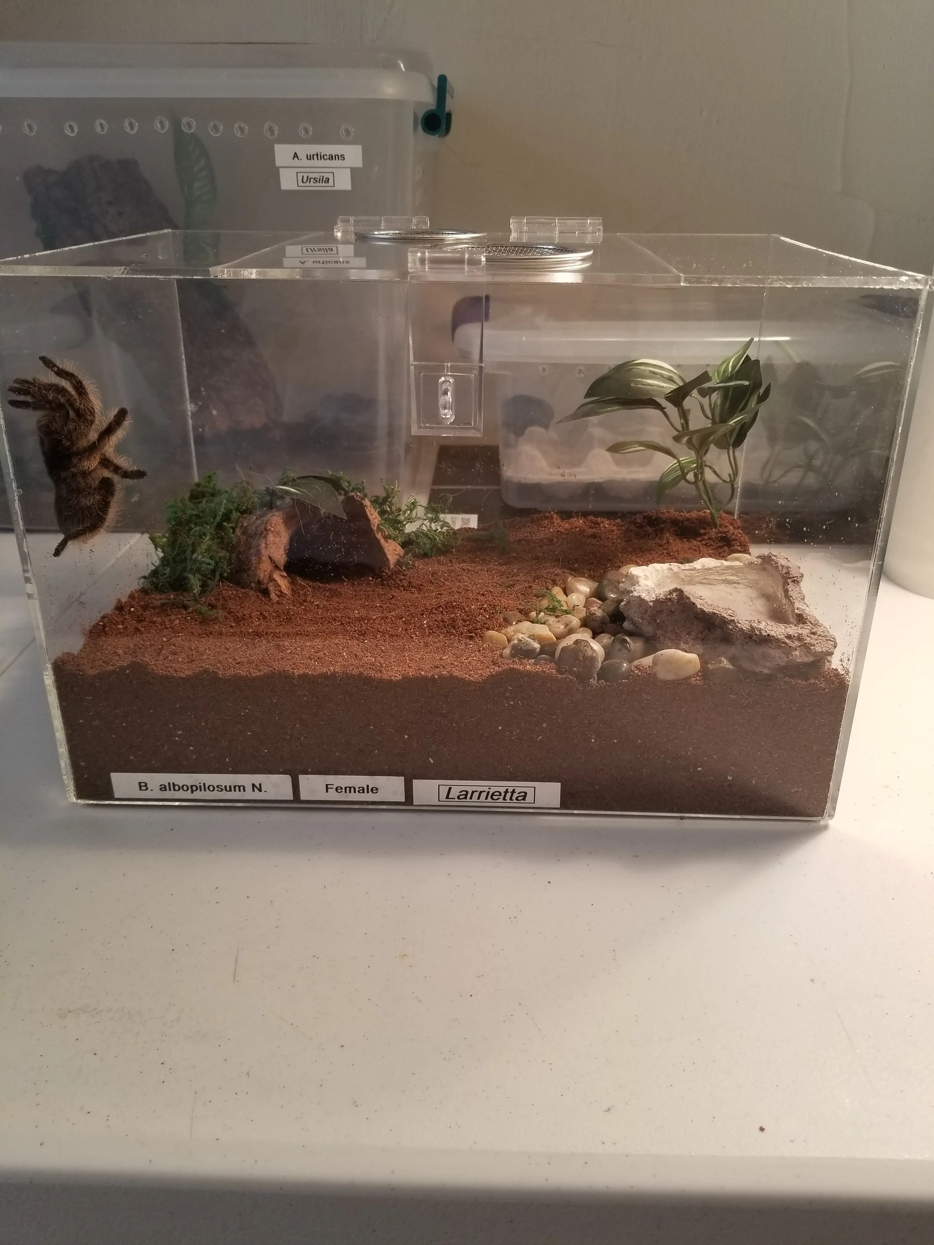 23261 acrylic tarantula enclosure