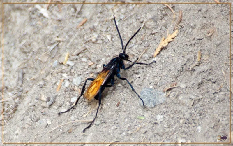 23262 tarantula hawk wasp hunting