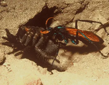 23262 tarantula hawk wasp identifying