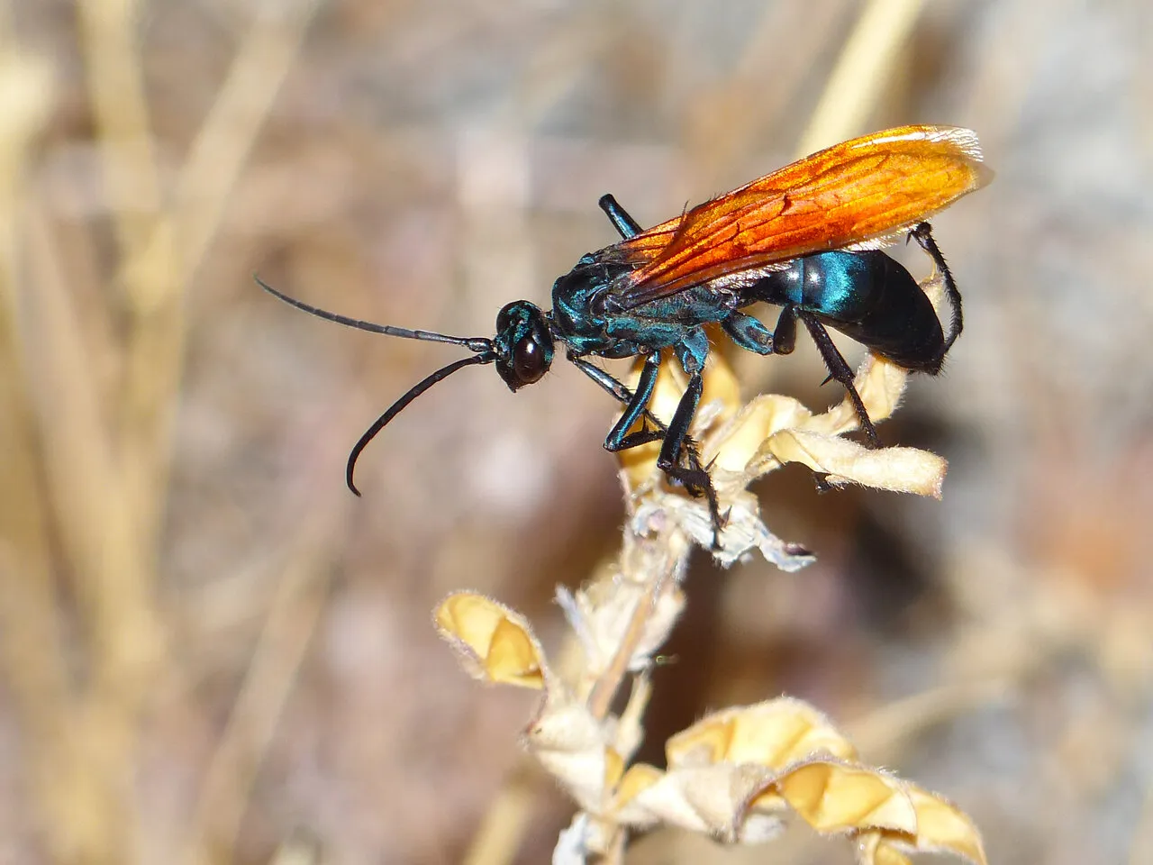 23262 tarantula hawk wasp life cycle