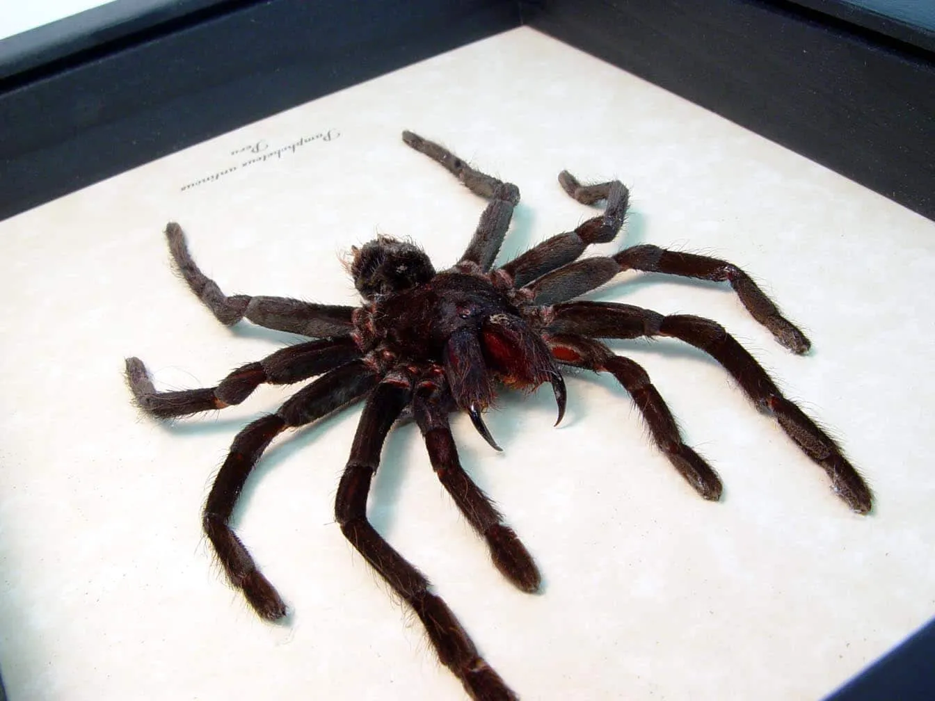 /img/23263-grilled-tarantula.webp