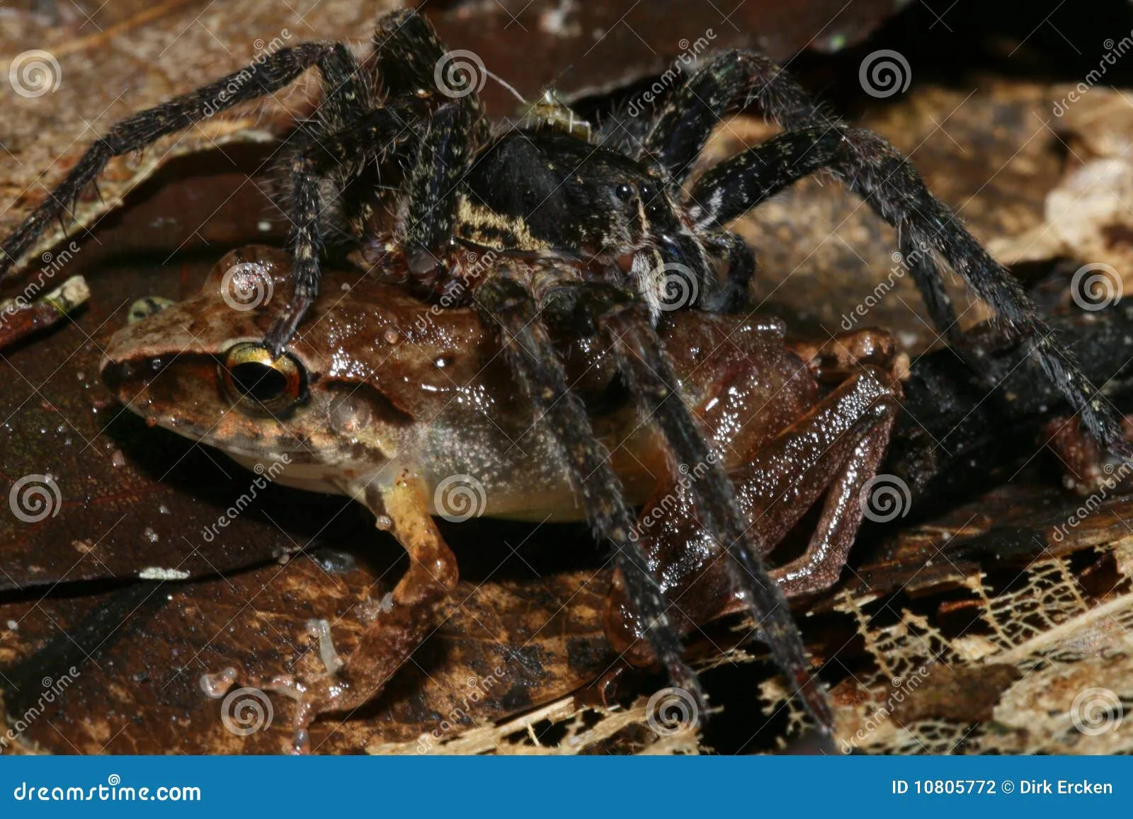 23263 preparing tarantula for food