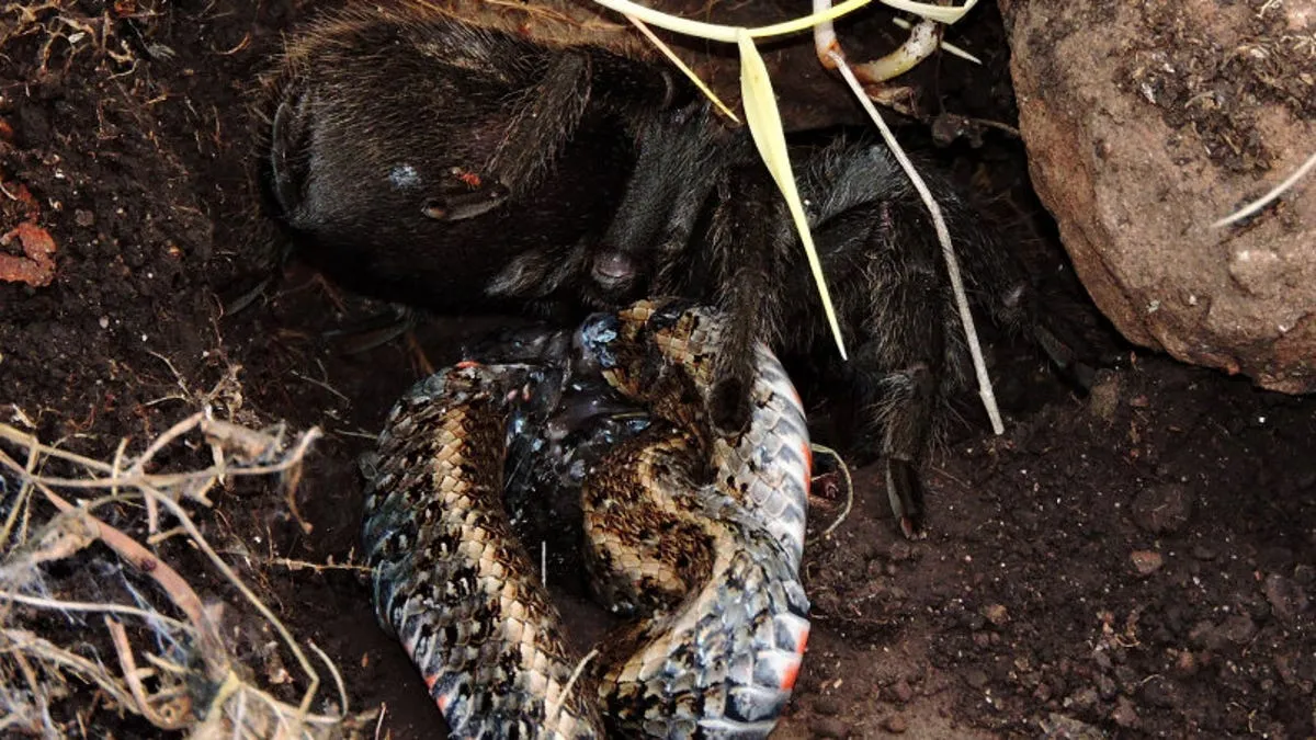 23263 tarantula nutritional facts