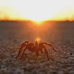 /img/23267-tarantula-species.webp