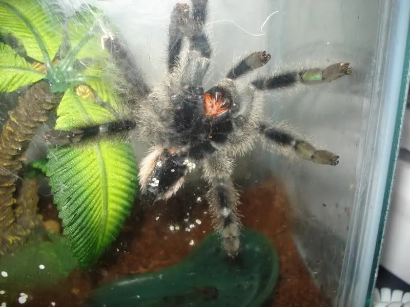 /img/23268-tarantula-feeding-schedule.webp