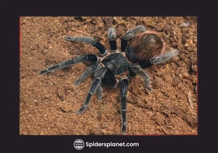 23268 tarantula molting