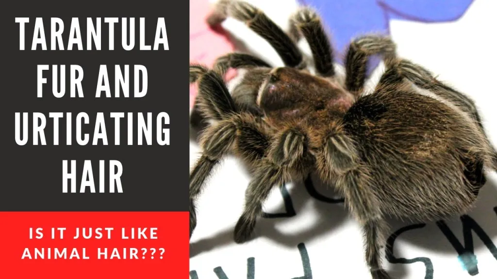 23270 tarantula allergy symptoms